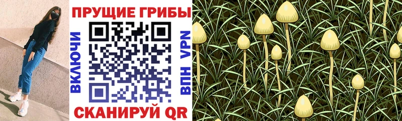 Псилоцибиновые грибы Magic Shrooms Березники